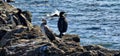 flock of cormorants sitting on the rocks Royalty Free Stock Photo