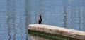 cormorant and mallard duck at the edge Royalty Free Stock Photo