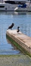 cormorant and mallard duck at the edge Royalty Free Stock Photo