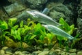 Phalacronotus apogon in aquarium fish tank Royalty Free Stock Photo