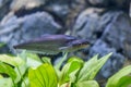 Phalacronotus apogon sheatfish with grass in aquarium Royalty Free Stock Photo