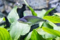 Phalacronotus apogon sheatfish with grass in aquarium Royalty Free Stock Photo