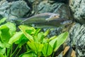 Phalacronotus bleekeri in aquarium fish tank Royalty Free Stock Photo