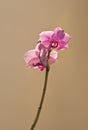 Phalaenopsis Royalty Free Stock Photo