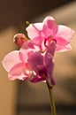 Phalaenopsis Royalty Free Stock Photo