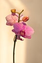 Phalaenopsis Royalty Free Stock Photo