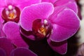 Phalaenopsis amabilis