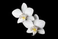 Phalaenopsis amabilis