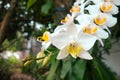 Phalaenopsis amabilis, commonly known as anggrek bulan in Indonesia