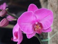 The Phalaenopsis amabilis Royalty Free Stock Photo