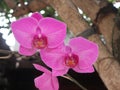 The Phalaenopsis amabilis Royalty Free Stock Photo