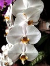 Phalaenopsis amabilis