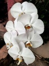 Phalaenopsis amabilis