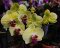 Phalaenopsis amabilis