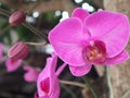 The Phalaenopsis amabilis Royalty Free Stock Photo