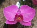 The Phalaenopsis amabilis Royalty Free Stock Photo