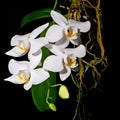 Phalaenopsis amabilis