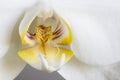 Phalaenopsis aphrodite Royalty Free Stock Photo