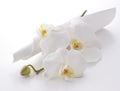 Phalaenopsis aphrodite Royalty Free Stock Photo