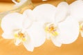 Phalaenopsis Aphrodite (Moon Orchid) Royalty Free Stock Photo