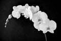 Phalaenopsis aphrodite orchid, in black and white Royalty Free Stock Photo