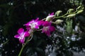 Phalaenopsis aphrodite Rchb. F.