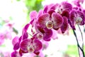 Phalaenopsis, Beautiful fuchsia with white stripes orchid bunch. Known as the Moth Orchid. Close-up view on orchid garden backgrou Royalty Free Stock Photo