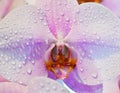 Phalaenopsis blooming after rain
