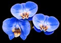 Phalaenopsis blue flower, black isolated background with clipping path. Closeup. no shadows. For design. Royalty Free Stock Photo