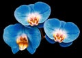 Phalaenopsis blue flower, black isolated background with clipping path. Closeup. no shadows. For design. Royalty Free Stock Photo