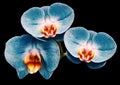 Phalaenopsis blue flower, black isolated background with clipping path. Closeup. no shadows. For Royalty Free Stock Photo