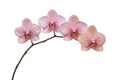 Phalaenopsis Branch Royalty Free Stock Photo