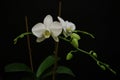 Phalaenopsis, commonly known as moth orchids, is a genus of about seventy species of plants. Royalty Free Stock Photo