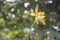 Phalaenopsis cornu-cervi