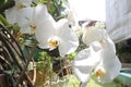 Phalaenopsis cornu-cervi is an orchid species