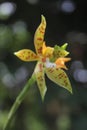 Phalaenopsis cornu-cervi is a species of orchid