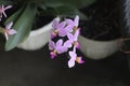 Phalaenopsis equestris is a flowering plant of the orchid Royalty Free Stock Photo