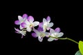 [Phalaenopsis equestris] Orchids are blooming, with beautbeautiful purple and white inflorescences, with leaves in the lower right Royalty Free Stock Photo