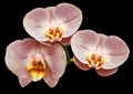 Phalaenopsis flower, black isolated background with clipping path. Closeup. no shadows. For design. Royalty Free Stock Photo