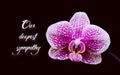 Phalaenopsis flower isolated on black background. Text \'Our deepest sympathy\'.