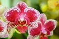 Phalaenopsis flowers open, dazzlingly beautiful Royalty Free Stock Photo