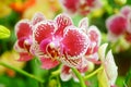 Phalaenopsis flowers open, dazzlingly beautiful Royalty Free Stock Photo