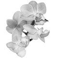Phalaenopsis flowers on a white isolated background with clipping path. Closeup. For design. Royalty Free Stock Photo