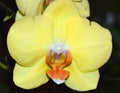 Phalaenopsis fullers sunset Royalty Free Stock Photo