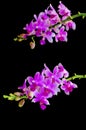 Phalaenopsis hybird Royalty Free Stock Photo