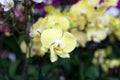 Phalaenopsis Hybrid Amabilis yellow orchid flower Royalty Free Stock Photo