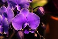 Phalaenopsis hybrid bluish purple Royalty Free Stock Photo