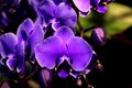 Phalaenopsis hybrid bluish purple Royalty Free Stock Photo