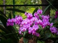 Phalaenopsis Hybrid Royalty Free Stock Photo