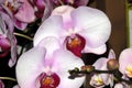Phalaenopsis hybrid white with purple lip Royalty Free Stock Photo